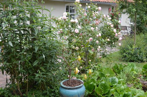 Rosenzauber im Juni